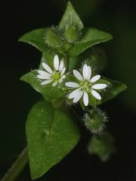 Attēlu rezultāti vaicājumam “Stellaria pallida”
