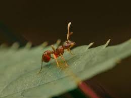 Attēlu rezultāti vaicājumam “Myrmica rubra”
