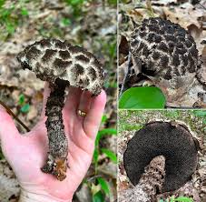 Attēlu rezultāti vaicājumam “Steccherinum bourdotii”