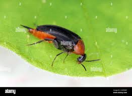 Attēlu rezultāti vaicājumam “Mordellidae”