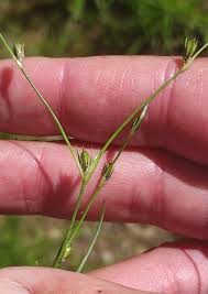Attēlu rezultāti vaicājumam “Juncus bufonius”