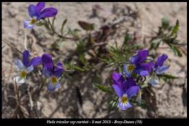 Attēlu rezultāti vaicājumam “Viola tricolor subsp. curtisii leaf”