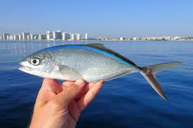 Image result for Caranx ruber