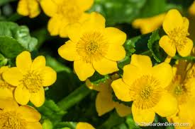 Attēlu rezultāti vaicājumam “Ranunculaceae”