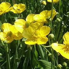 Attēlu rezultāti vaicājumam “Ranunculus lingua leaf”