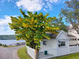 Attēlu rezultāti vaicājumam “Laburnum alpinum”