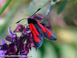 Attēlu rezultāti vaicājumam “Zygaena minos”