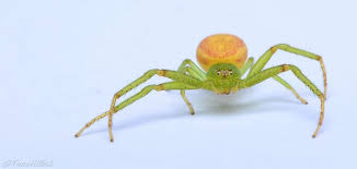 Attēlu rezultāti vaicājumam “Diaea dorsata”