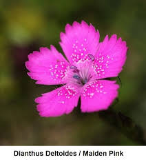 Attēlu rezultāti vaicājumam “Dianthus deltoides”