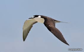 Image result for Onychoprion fuscatus