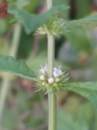 Attēlu rezultāti vaicājumam “Lycopus europaeus flower”