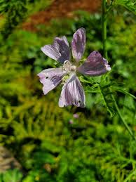Image result for Malva moschata