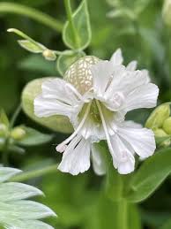 Attēlu rezultāti vaicājumam “Silene vulgaris leaf”