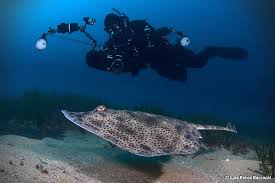 Image result for Raja brachyura