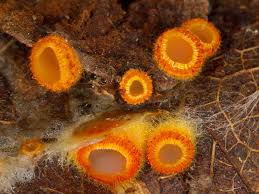 Attēlu rezultāti vaicājumam “Mollisia amenticola”