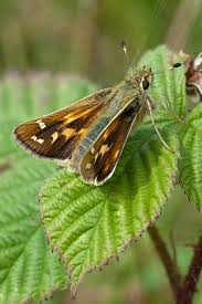 Attēlu rezultāti vaicājumam “Hesperia comma female”