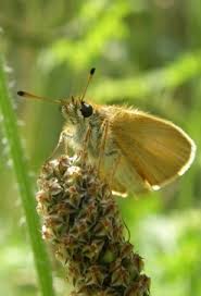 Attēlu rezultāti vaicājumam “Thymelicus lineola”