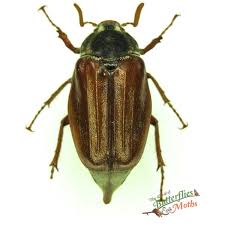 Attēlu rezultāti vaicājumam “Melolontha melolontha”