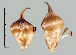 Attēlu rezultāti vaicājumam “Sparganium erectum aggr. fruit”