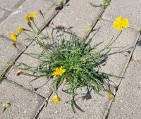 Attēlu rezultāti vaicājumam “Leontodon autumnalis”