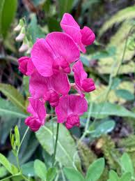 Attēlu rezultāti vaicājumam “Lathyrus tuberosus”