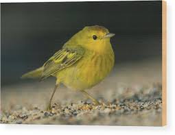 Image result for Dendroica petechia