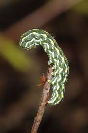 Attēlu rezultāti vaicājumam “Anarta myrtilli”