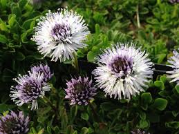 Attēlu rezultāti vaicājumam “Carex globularis flower”