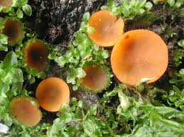 Attēlu rezultāti vaicājumam “Cheilymenia stercorea”