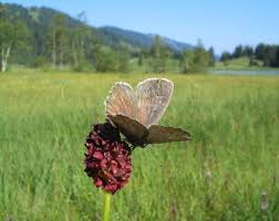Attēlu rezultāti vaicājumam “Maculinea teleius underside”