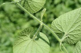 Attēlu rezultāti vaicājumam “Thladiantha dubia leaf”