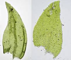 Attēlu rezultāti vaicājumam “Leskea polycarpa macro”