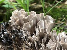 Attēlu rezultāti vaicājumam “Thelephora palmata”