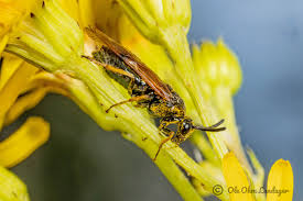 Attēlu rezultāti vaicājumam “Arge ustulata”