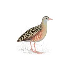 Image result for Crex crex