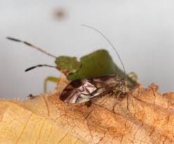 Attēlu rezultāti vaicājumam “Metylophorus nebulosus”
