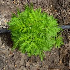 Image result for Artemisia annua