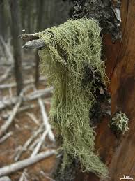 Attēlu rezultāti vaicājumam “Usnea filipendula”