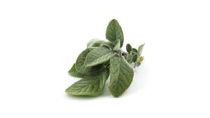 Image result for Salvie