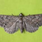 Attēlu rezultāti vaicājumam “Eupithecia pusillata”