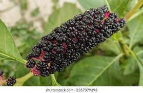 Attēlu rezultāti vaicājumam “Phytolacca acinosa fruit”