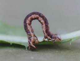 Attēlu rezultāti vaicājumam “Xanthorhoe designata”