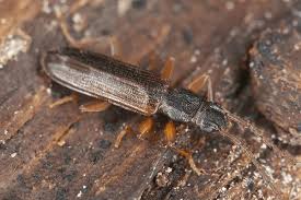 Attēlu rezultāti vaicājumam “Dendrophagus crenatus”