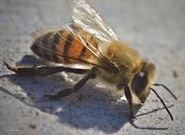 Attēlu rezultāti vaicājumam “Apis mellifera”