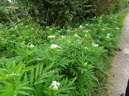 Attēlu rezultāti vaicājumam “Adoxaceae”