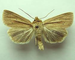 Attēlu rezultāti vaicājumam “Mythimna impura”