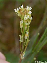 Attēlu rezultāti vaicājumam “Arabis glabra flower”