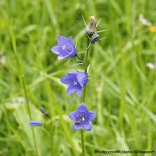 Attēlu rezultāti vaicājumam “Campanula rotundifolia leaf”