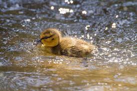 Attēlu rezultāti vaicājumam “Anas platyrhynchos juvenile”