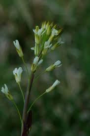Attēlu rezultāti vaicājumam “Arabis glabra”